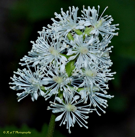 {Actaea pachypoda}
